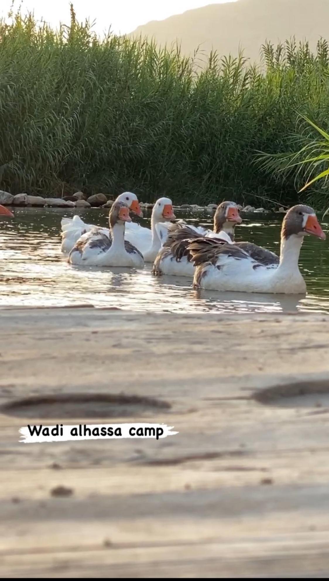Wadi Al-Hassa Camp Ξενοδοχείο Khawkhah Εξωτερικό φωτογραφία
